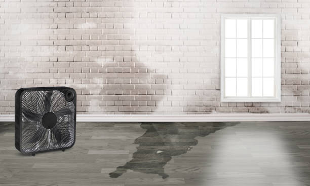 Best 24/7 water damage repair  in Park Falls, WI